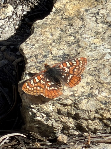 iNaturalist observation photo of Euphydryas