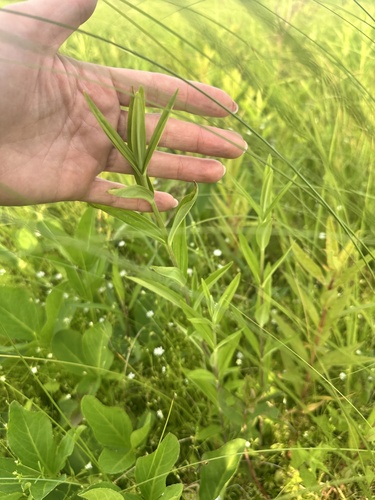 Gentiana triflora, photograph 2