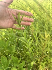 Gentiana triflora, photograph (c) Tatyana Petrenko, some rights reserved (CC BY)