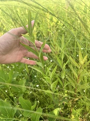 Gentiana triflora