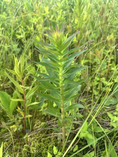 Lobelia sessilifolia, photograph 6
