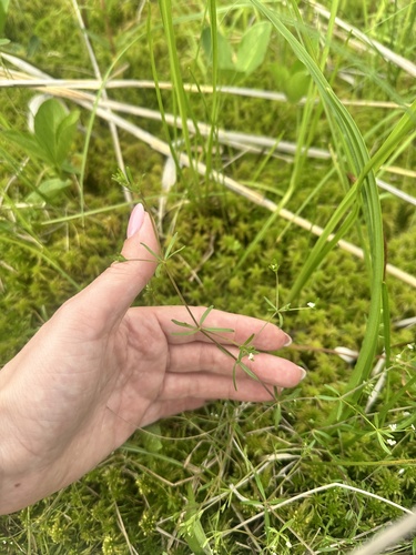 Three-petal bedstraw (Galium trifidum)
