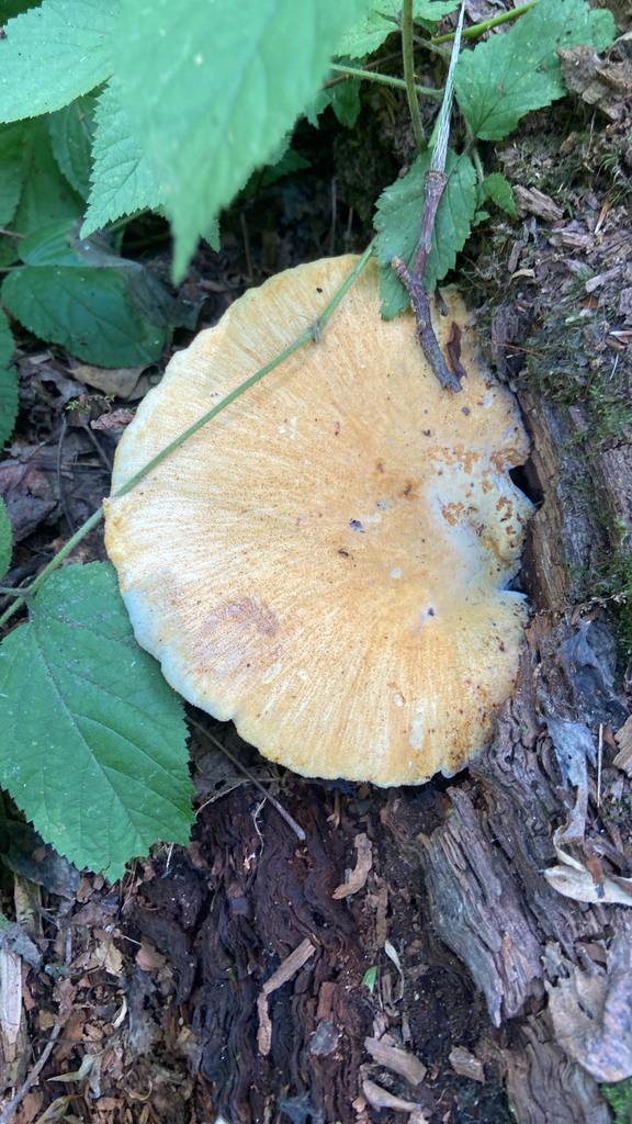 Oak polypore · July 2026 · photo: Photo: no rights reserved · iNaturalist