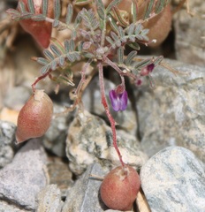 Astragalus gilmanii