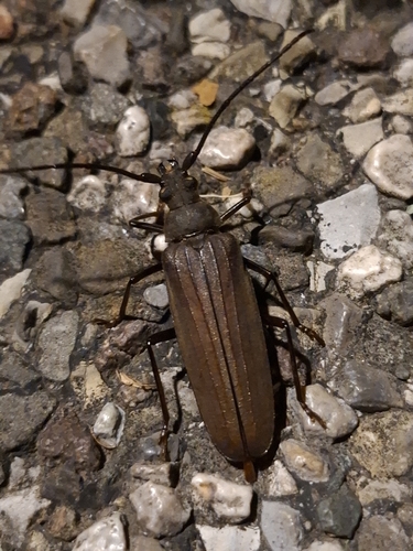 grain support beetle