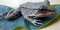 Lithobates palmipes