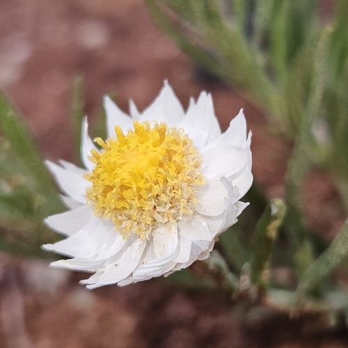 Common White Sunray