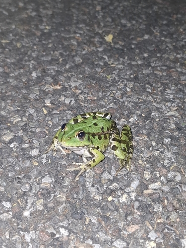 Marsh Frog