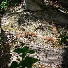 Masticophis flagellum piceus