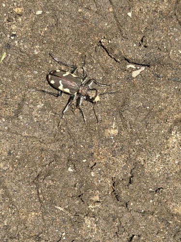 iNaturalist observation photo of Boreal Long-lipped Tiger Beetle
