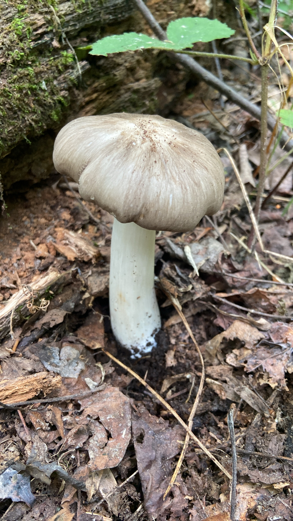 Eastern American Platterful Mushroom · July 2026 · photo: Photo: no rights reserved · iNaturalist