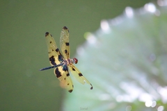 Rhyothemis variegata