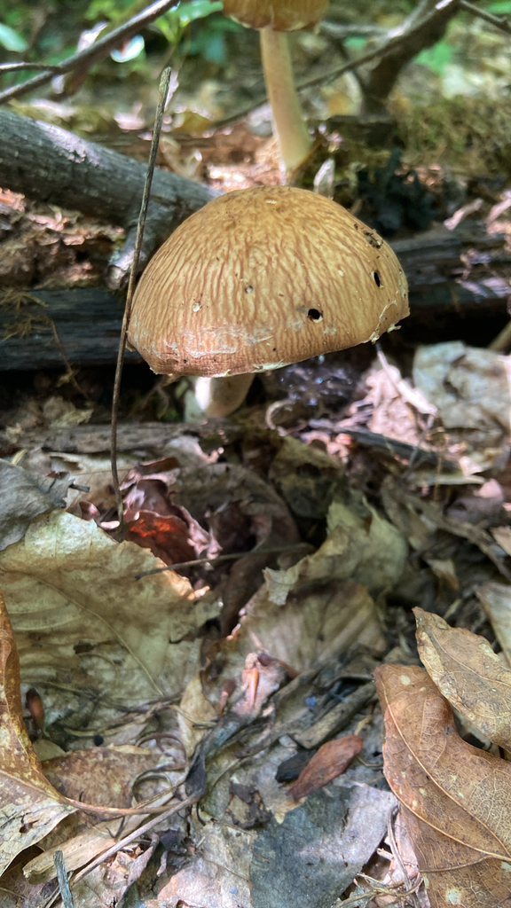 wrinkled psathyrella · July 2026 · photo: Photo: no rights reserved · iNaturalist