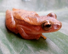 Dendropsophus microcephalus