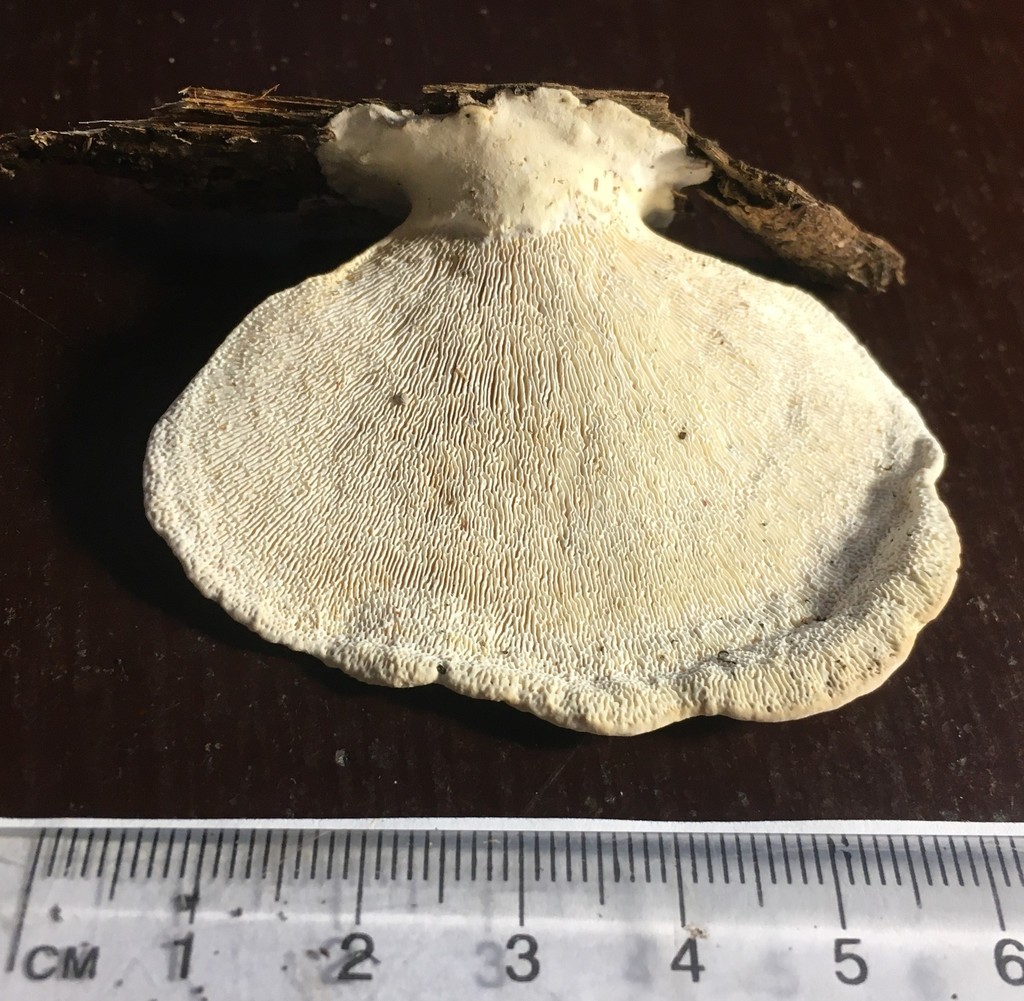 Trametes repanda