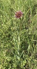 Tragopogon porrifolius