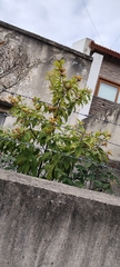 Solanum argentinum
