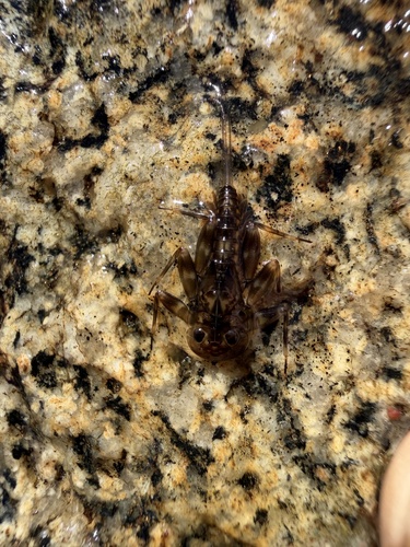 iNaturalist observation photo of Stream Mayflies