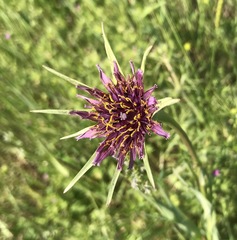 Tragopogon porrifolius