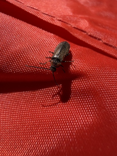 iNaturalist observation photo of Beetles