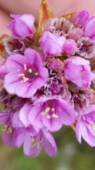 Armeria maritima californica