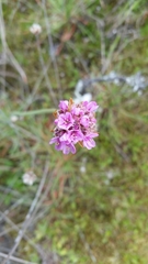 Armeria maritima californica