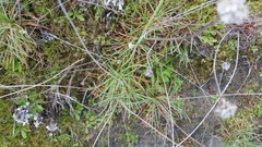 Armeria maritima californica