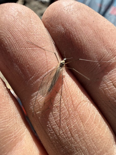 iNaturalist observation photo of Typical Crane Flies