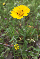 Layia gaillardioides
