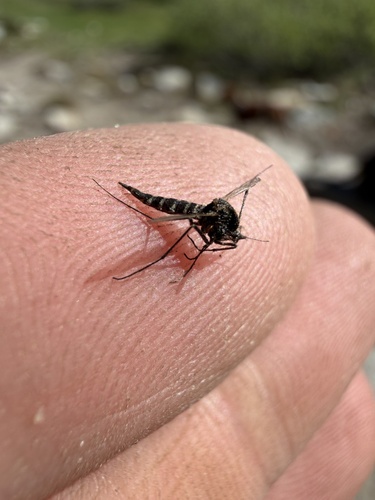 iNaturalist observation photo of Aedes