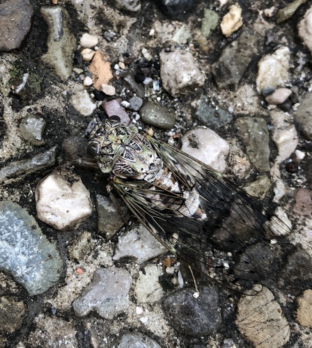 Ash Cicada