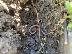 Lumbricus terrestris
