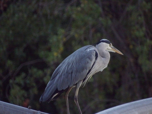 Grey Heron