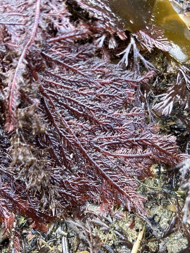 Ptilota filicina observed 2026-07-03