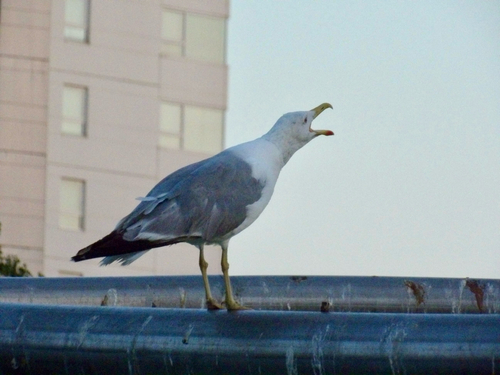 Yellow-legged Gull
