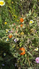 Sphaeralcea coulteri