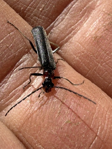 iNaturalist observation photo of Podabrini