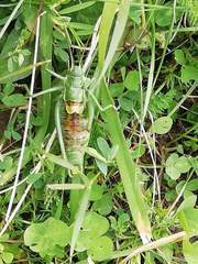 Polysarcus denticauda