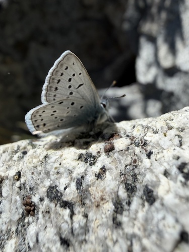 iNaturalist observation photo of Icaricia
