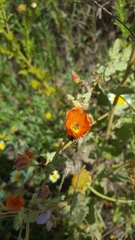 Sphaeralcea coulteri