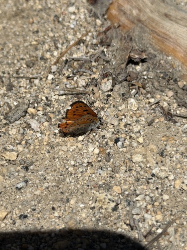 iNaturalist observation photo of Lustrous Copper