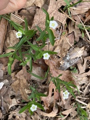 Moehringia macrophylla