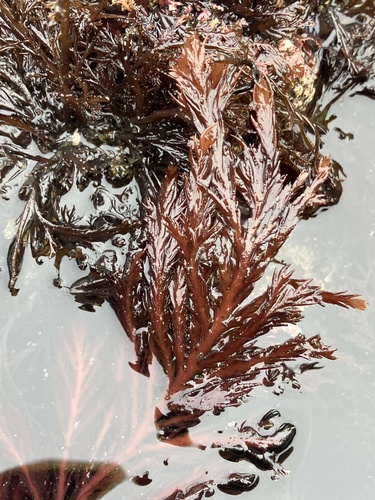 Odonthalia washingtoniensis observed 2026-07-03