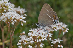 Satyrium spini