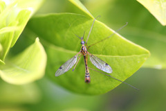 Tipula californica