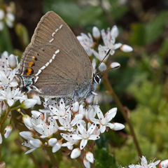 Satyrium spini