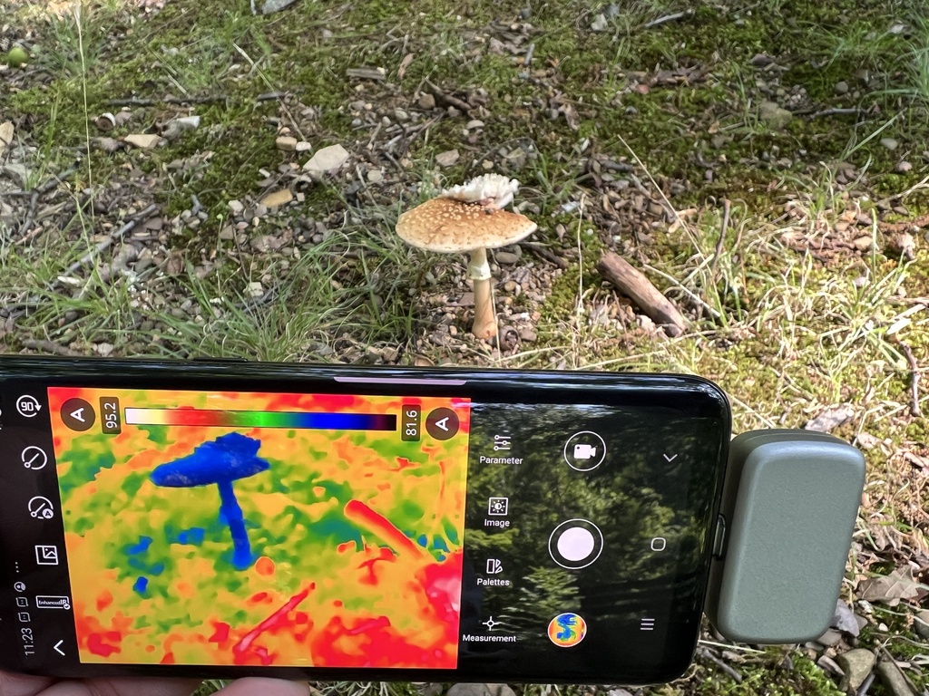 Amanita sp. 'aureosubucula' · July 2026 · photo: Photo: (c) Brian C. Hunt, some rights reserved (CC BY) · iNaturalist