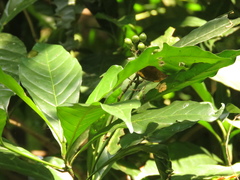 Tarenna pavettoides