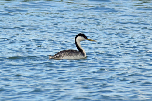 Western Grebe