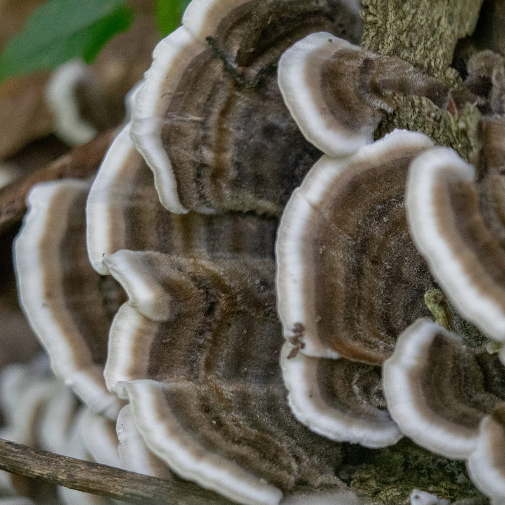 turkey-tail · July 2026 · photo: Photo: (c) Daniel Carr, some rights reserved (CC BY) · iNaturalist